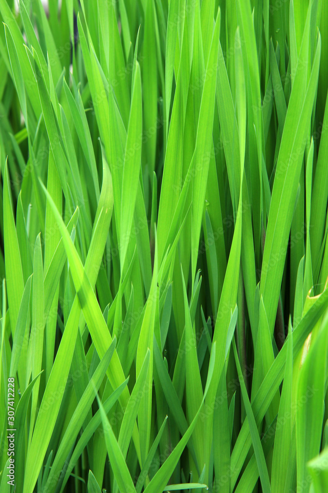 Natural green grass background, texture Natural green grass background, texture
