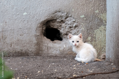 a lonely miserable white kitten against a wall in which there is a hole