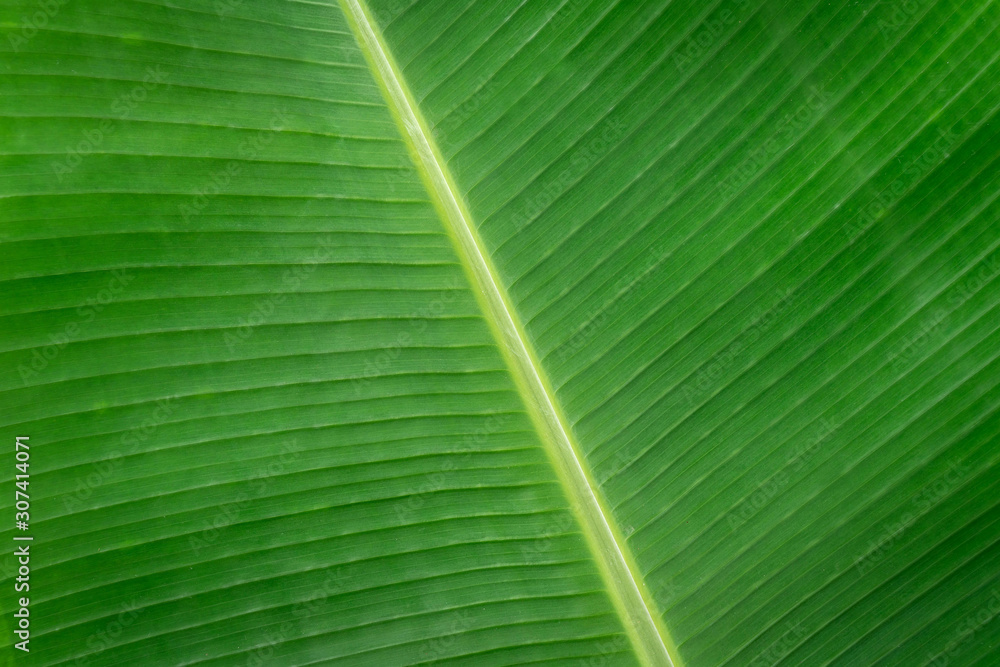 Tropical green Banana leaf background with texture. Tropical green Banana leaf background with texture.