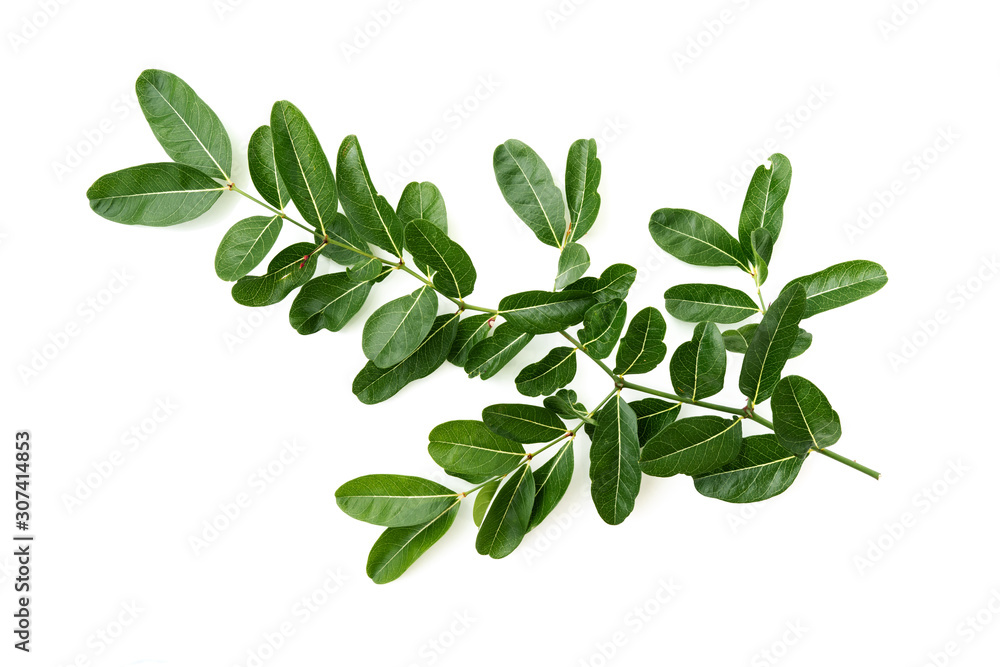 Fototapeta premium The natural texture of foliage close-up. Fresh green leaves isolate on white background with young spring of Karanda, Carunda or Christ's Thom.