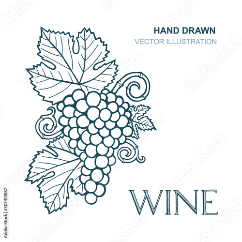 Grape and vine. Hand drawn grape and vine engraving style illustration. Bunch of grapes vector design element. Grape and vine background. Wine theme grape and vine vintage style ornament. 