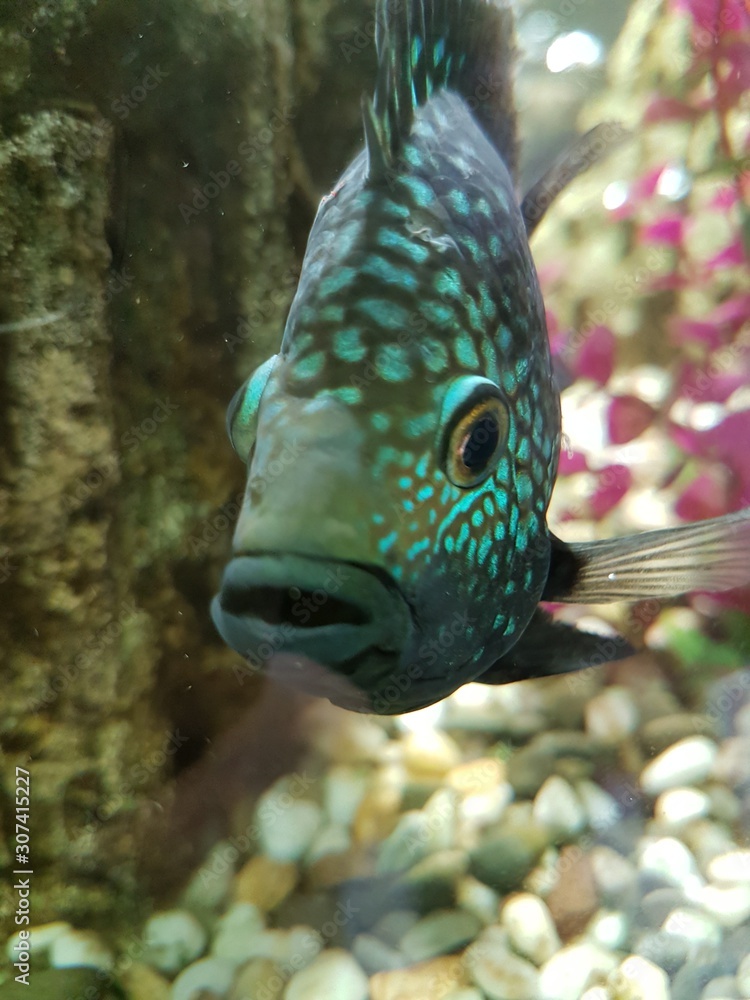 Obraz premium fish in aquarium