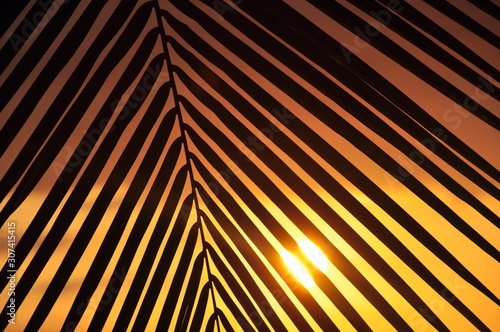 Fototapeta Naklejka Na Ścianę i Meble -  Palm Tree Leaves In Silhouette at Sunset