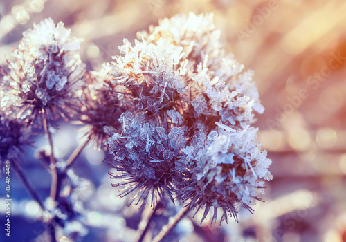 winter natural background with Thistle plant covered with shiny transparent c...