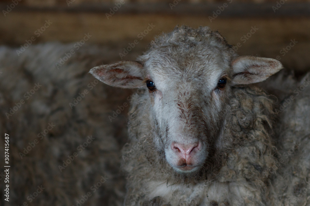 portrait of a sheep