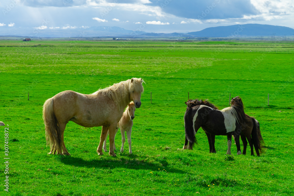horses in Iceland. A family of sheep grazing on the lawn in the green grass. Journey around the island. The Landscape Of Iceland. Tourism. horses in Iceland. A family of sheep grazing on the lawn in the green grass. Journey around the island. The Landscape Of Iceland. Tourism.