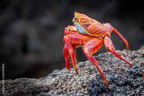 Sally Lightfoot Crab - Side Profile