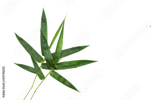Isolate on white background of the natural leaves bamboo texture of seamless floral pattern with young of the plant on sunny day. 