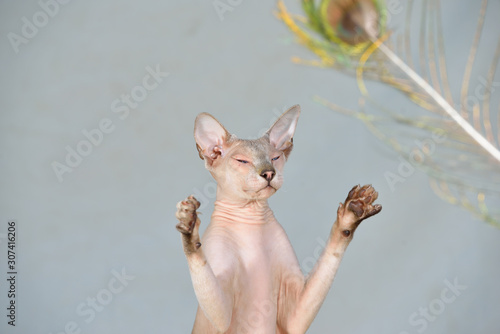 Foto Lilac point oriental sphynx cat plaing with a peacock feather