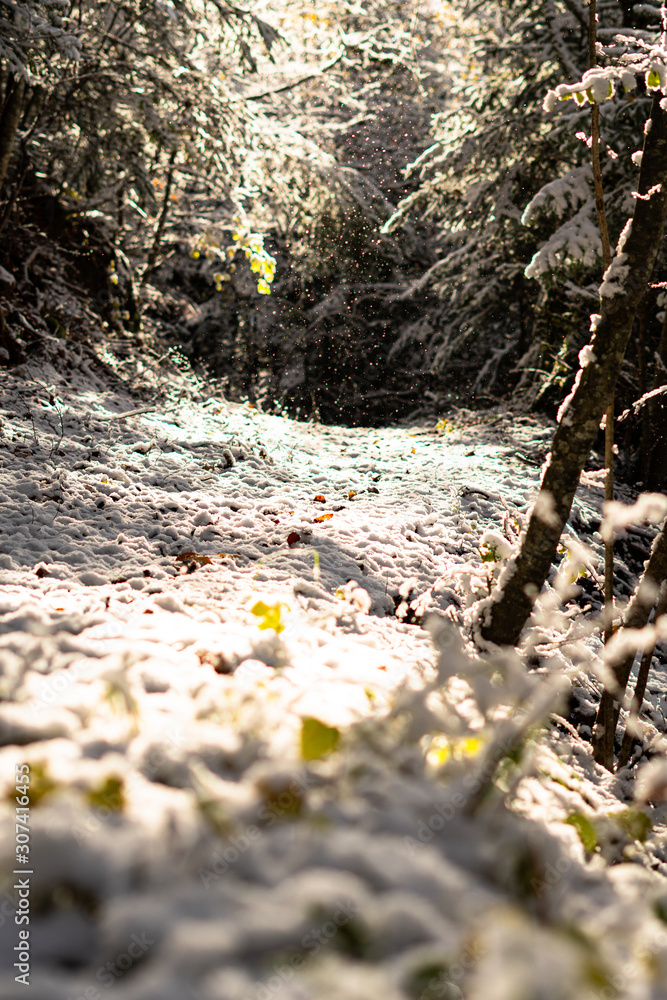 Neige - forêt Neige - forêt