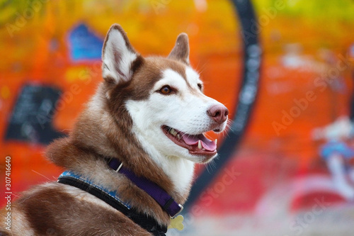 Portrait of the siberian husky