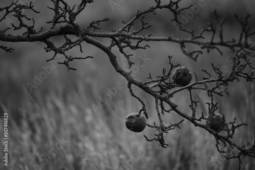 Old pears on a fruit tree branch in the autumn garden, bw photo.