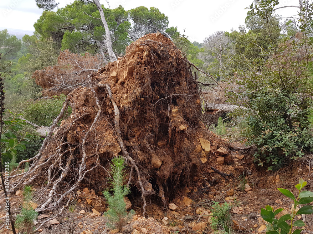 Fototapeta premium Pineta, disastro ecologico
