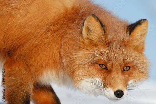Red fox  Vulpes vulpes . Portrait of a fox close up. An attentive and cautious look eye to eye. Beautiful red fur. Wildlife of the Arctic. Nature and animals of Chukotka. Siberia  Far East of Russia.