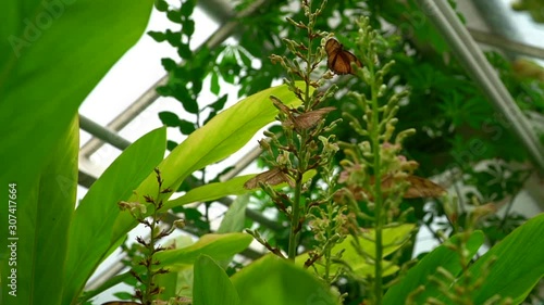 butterflies at the hortus botanicus in Amsterdam photo