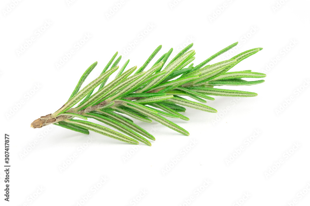 Rosemary leaves isolated on white background, top view Rosemary leaves isolated on white background, top view