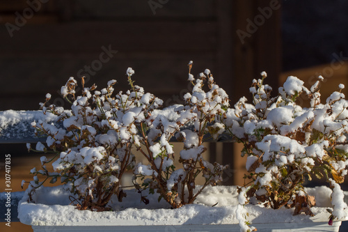 Snow-covered branches. Winter scenery with snow. Snow fell on the leaves