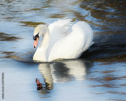 Mute Swan Reflection