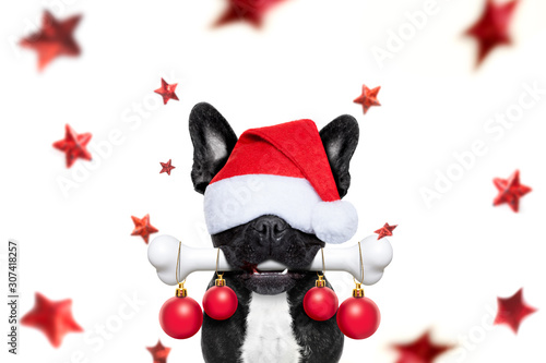 christmas santa claus dog
