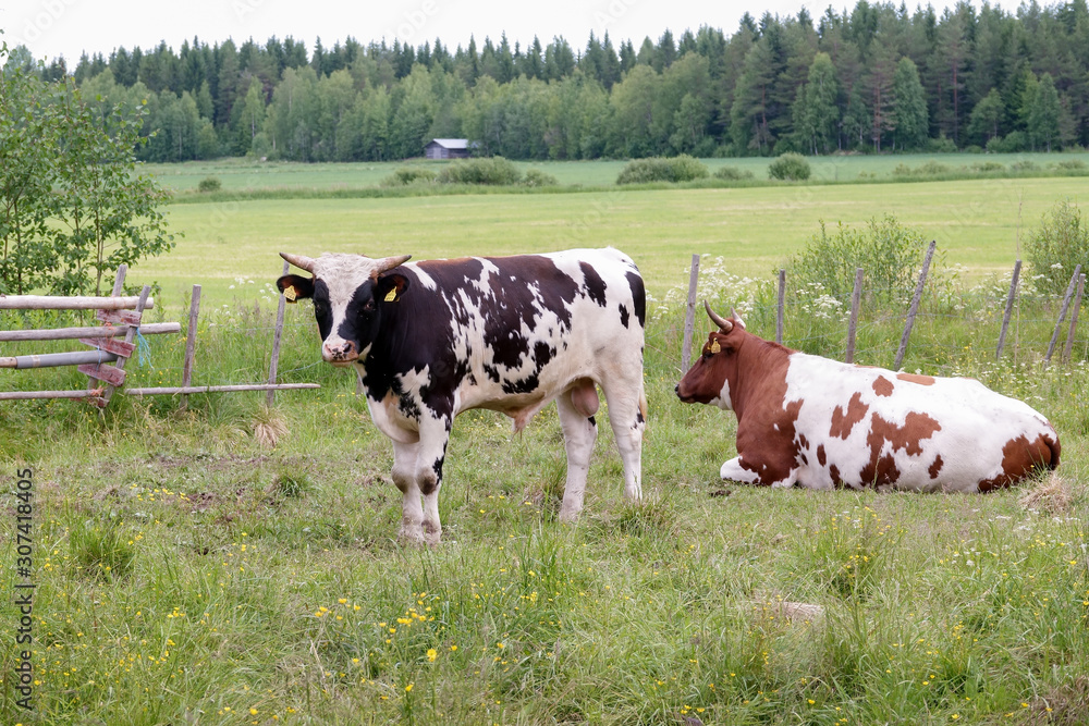 cattle in summer