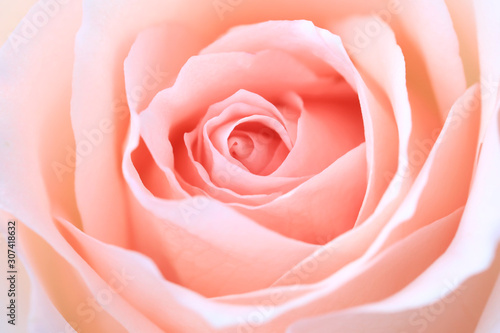 close up pink rose flower soft focus and copy space.
