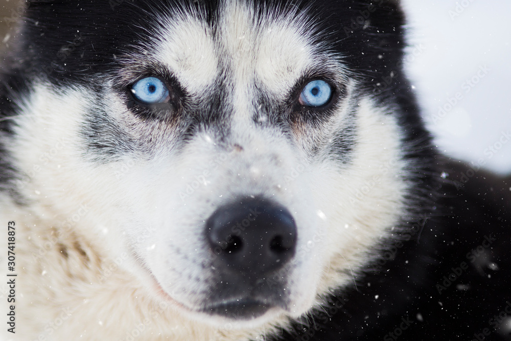 Portrait of a beautiful Husky dog in winter.