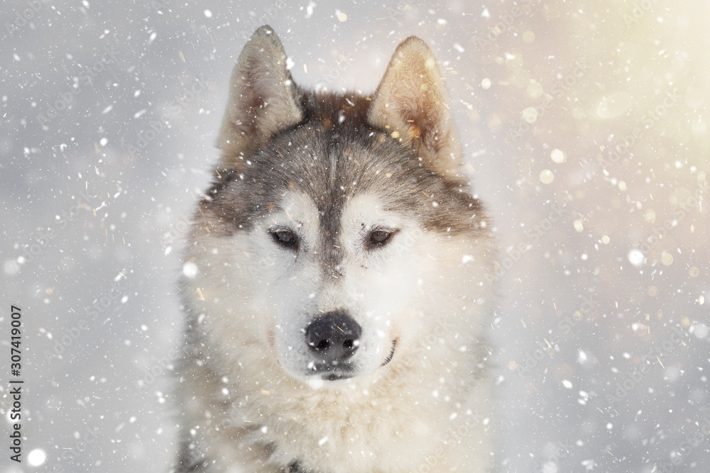 Portrait of a beautiful Husky dog in winter. Portrait of a beautiful Husky dog in winter.