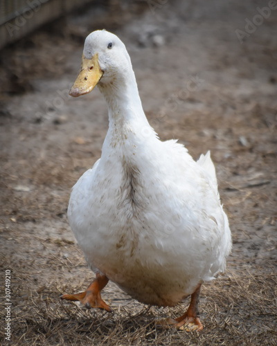 White Domestic Goose posing for a picture
