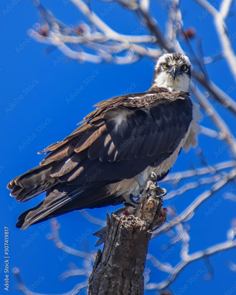 Posing Osprey Posing Osprey