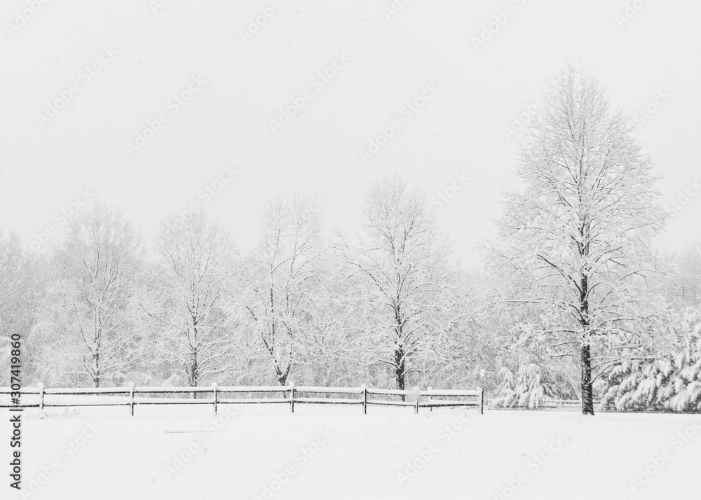 Naklejka premium Trees in Winter Landscape