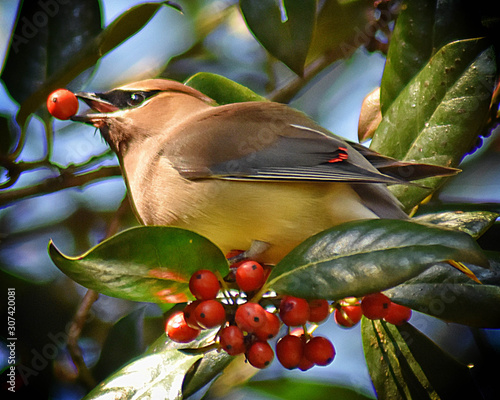 Cedar Waxwing with a Berry