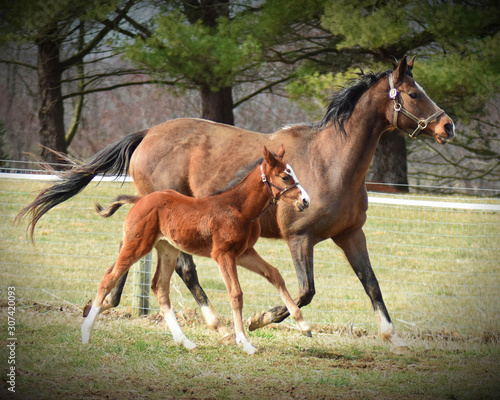 Thoroughbred Foal and Nurse Mare