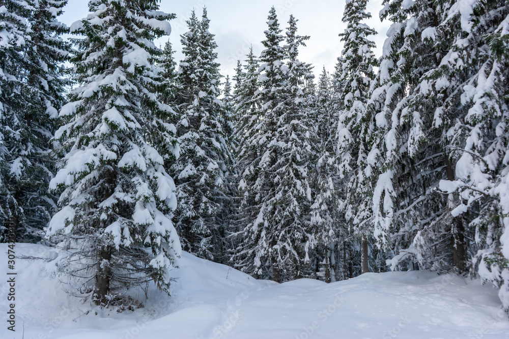 Fototapeta premium Dark pine trees with snow. Winter spruce forest. Tromso, Norway.