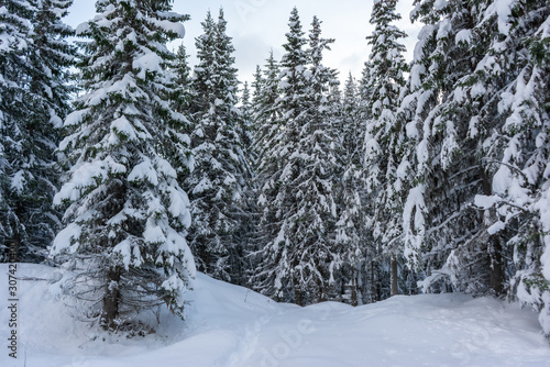 Dark pine trees with snow. Winter spruce forest. Tromso, Norway. © Ida Haugaard Olsen
