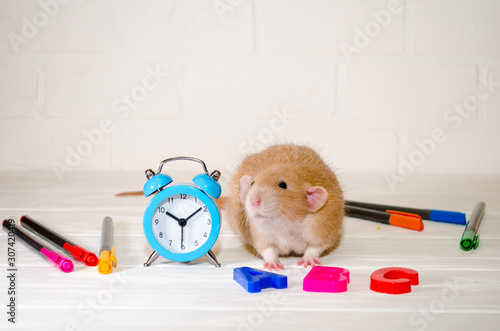 Red rat sitting with a blue alarm clock, letters abc, colored pens on a white background with a brick wall. The concept of education, school, time, morning with copyspace