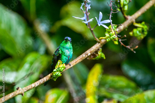 Bird photographed in Santa Teresa, Espirito Santo. Southeast of Brazil. Atlantic Forest Biome. Picture made in 2013.