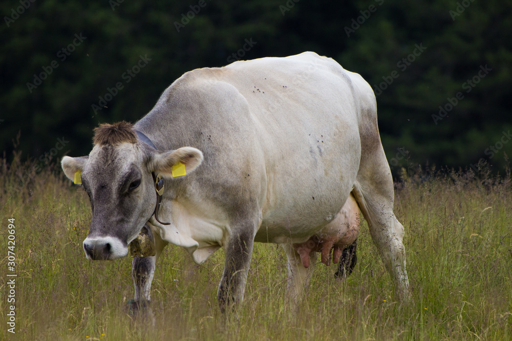 mucca in mezzo all'erba mucca in mezzo all'erba