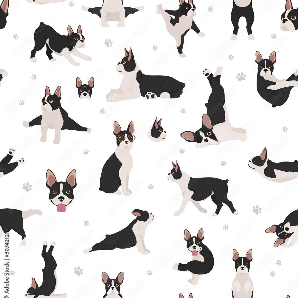 Boston terrier seamless pattern. Dog healthy silhouette and yoga poses background