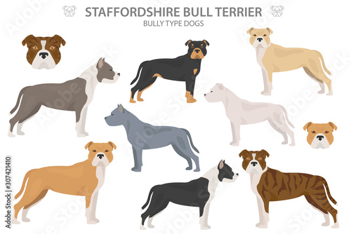 Pit bull type dogs. Staffordshire bull terrier. Different variaties of coat color bully dogs set