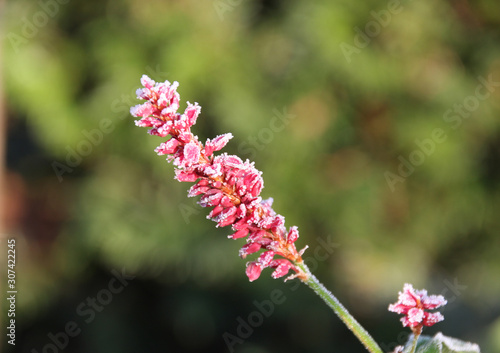 Flowering flames of the knotweed Persicaria amplexicaulis firetail in the morning light. Wild Cottage garden in the autumn morning sun on blurrred background in south burgenland, macro photo