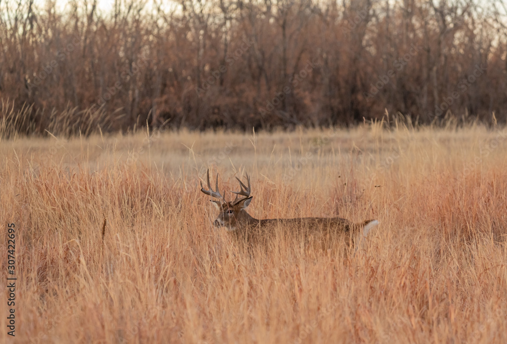 Naklejka premium Whitetail Deer Buck in Tall Grass in the Fall Rut