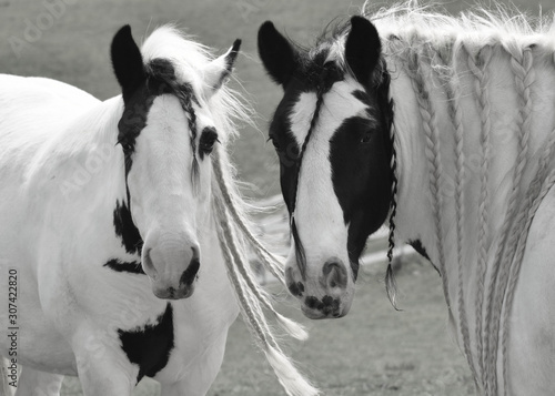 Gypsy Vanners in Black and White