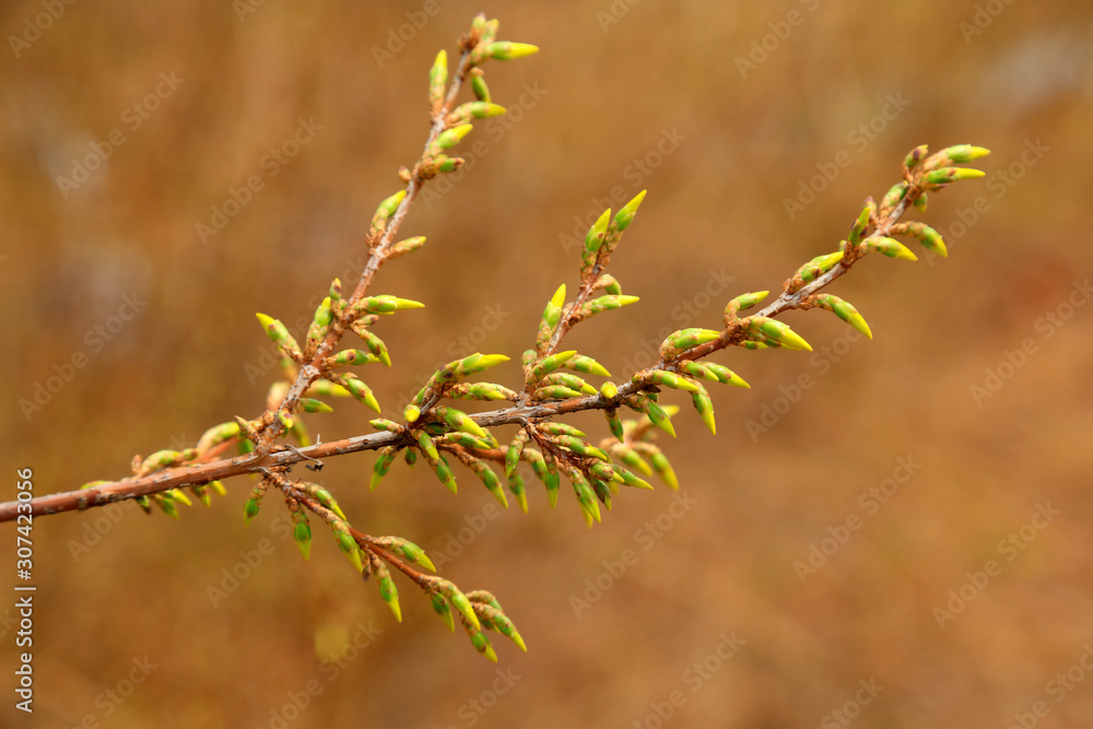 blooming yellow forsythia flower blooming yellow forsythia flower