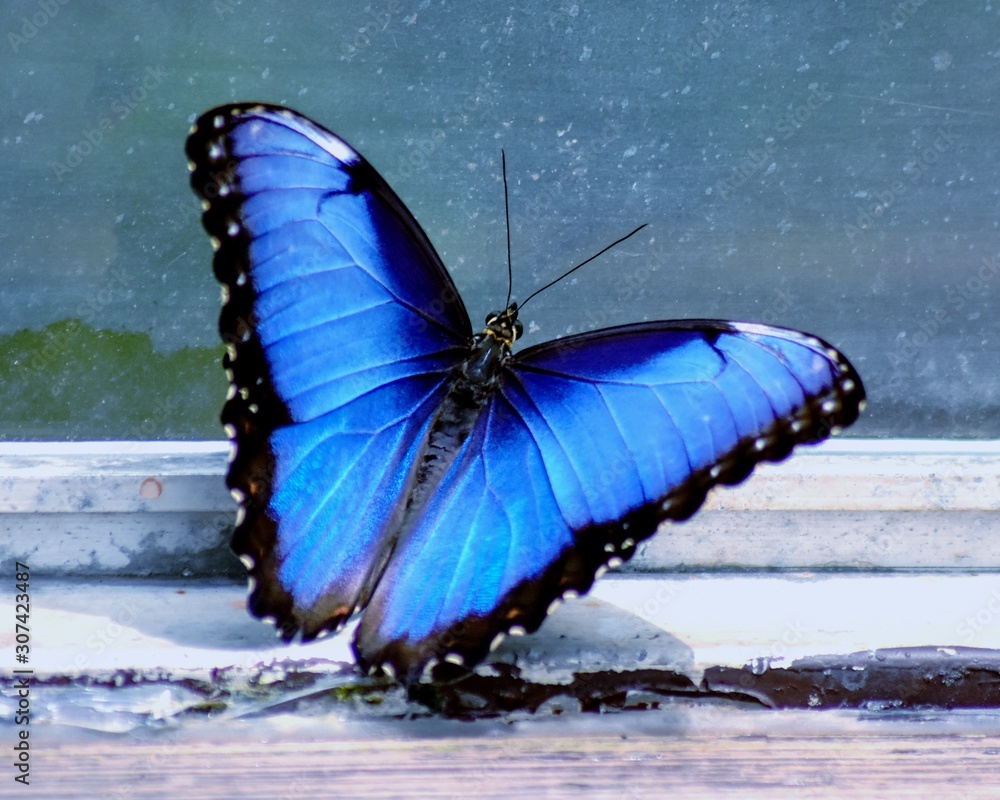 Obraz premium Blue Morpho in a Windowsill