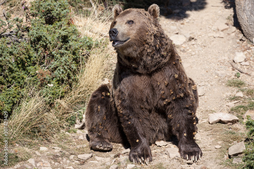 Brown Bear of the Pyrenees