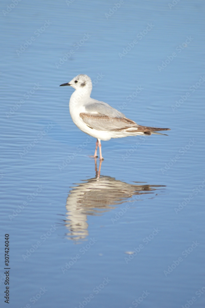 Seagull Reflection Seagull Reflection