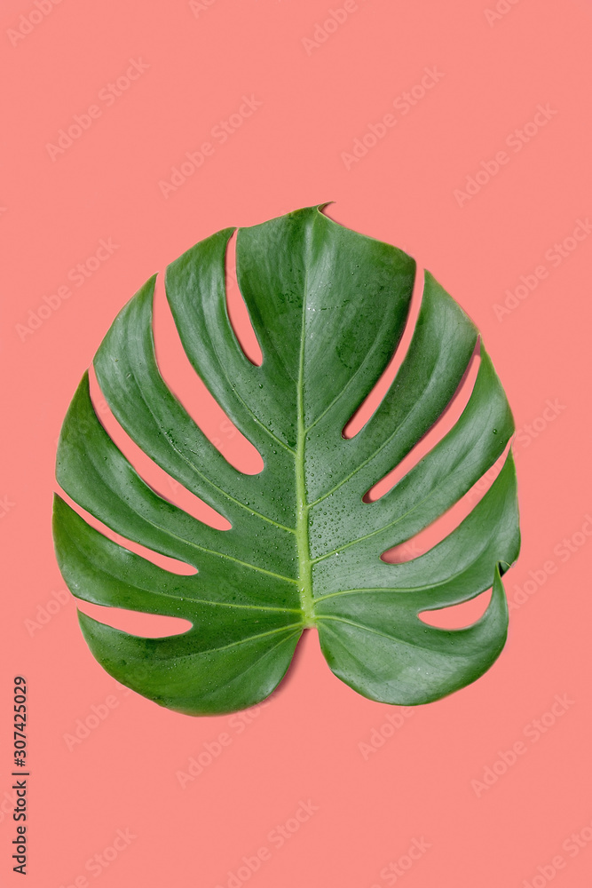 Obraz premium Tropical jungle Monstera leaf with water spots isolated over coral background.