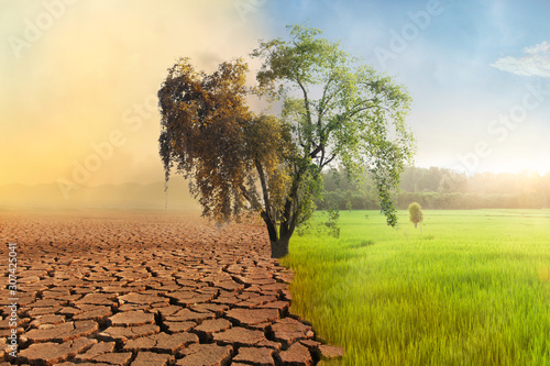 Climate change, A drying tree with air pollution and green grass with beautiful sunlight sky metaphor world nature disaster and global warming concept. photo