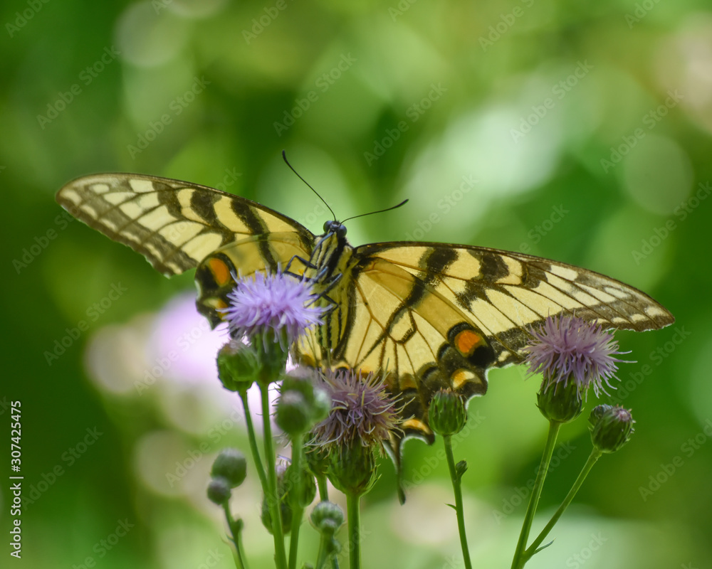 Obraz premium Eastern Tiger Swallowtail