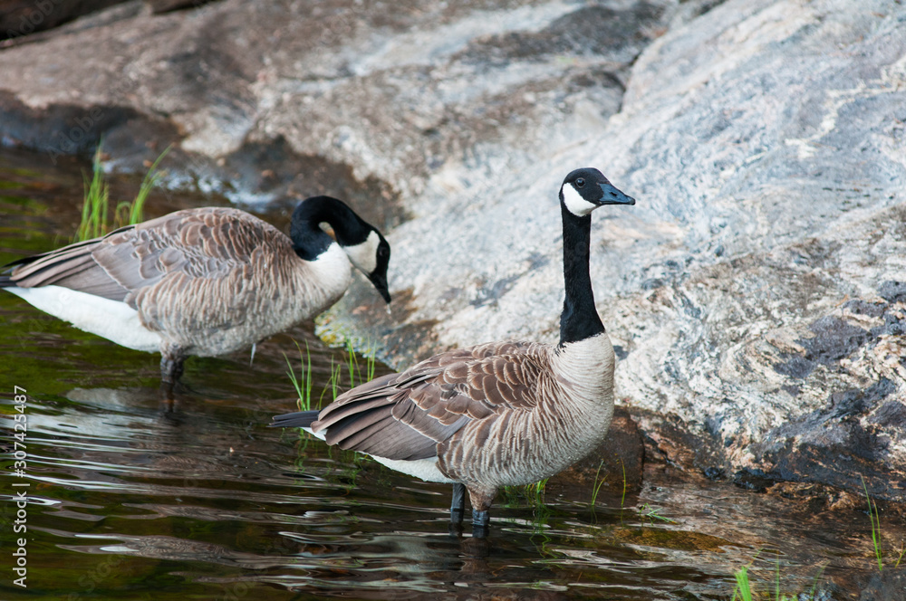 Canada geese on a lake shoreline in ontario canada